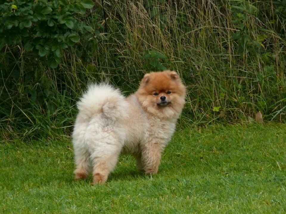 Pointed small dog pom pom