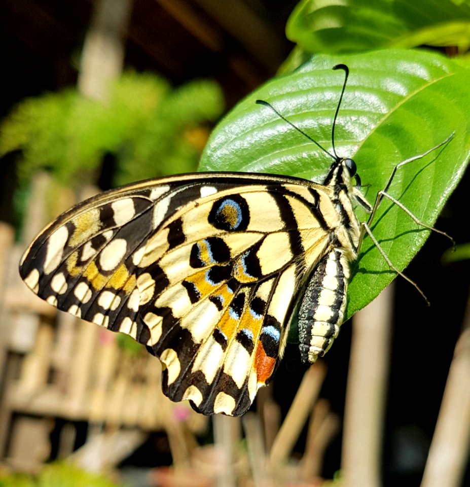 Papilio demoleus - Mindanao, Philippines 03