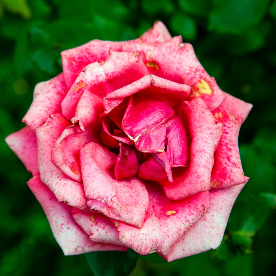 Flora pink stains