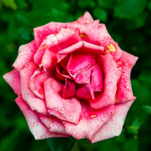 Flora pink stains