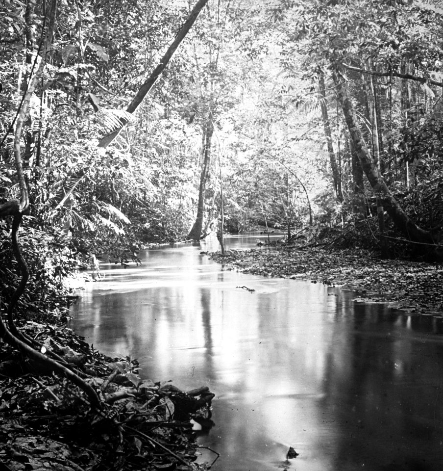 Papierhout kreek in het bos , Bestanddeelnr 193-0729