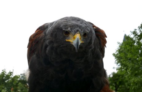 Parabuteo unicinctus 2018 01