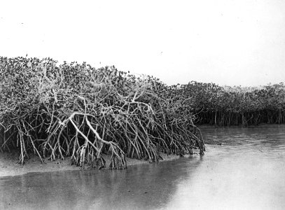 Papierhout mangrovezwamp , Bestanddeelnr 193-0731