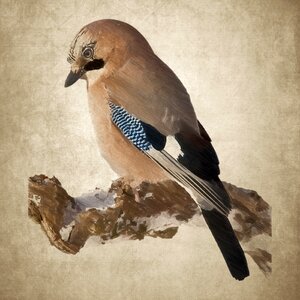 Plumage drawing vintage