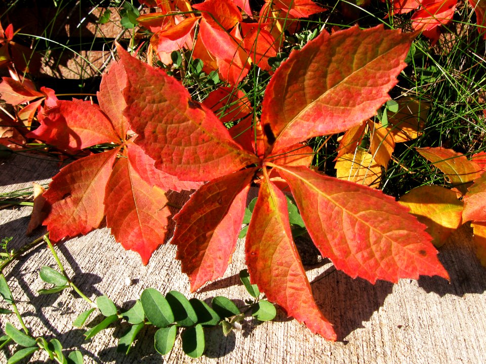 Parthenocissus quinquefolia, 2019-11-02, South Side, 02