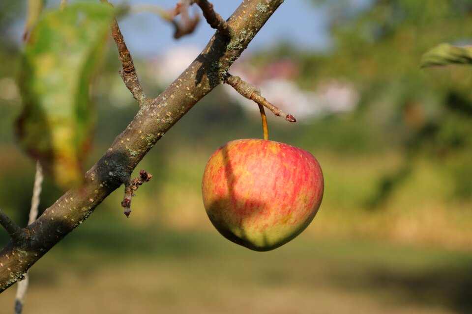 Fruit harvest nature