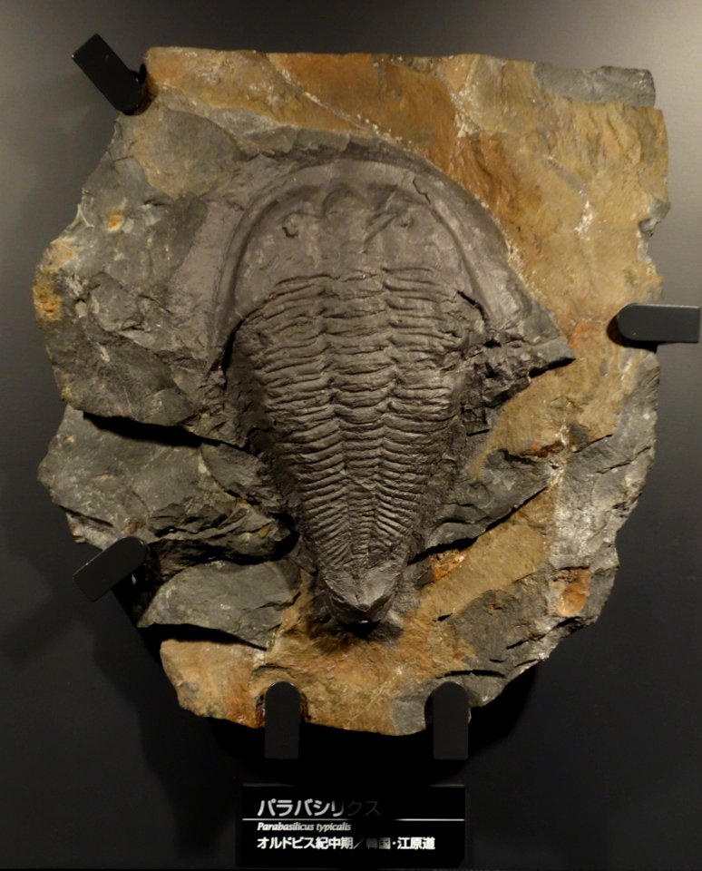 Parabasilicus typicalis - National Museum of Nature and Science, Tokyo - DSC07741