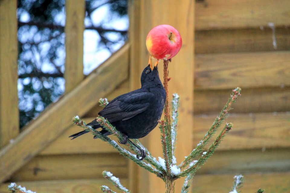 Apple songbird black