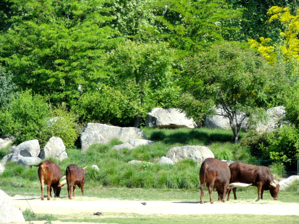 Parc de la Tête d'Or - DSC05299