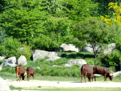 Parc de la Tête d'Or - DSC05299
