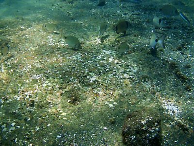 Parco archeologico di Baia - portus Julius - mosaico 4
