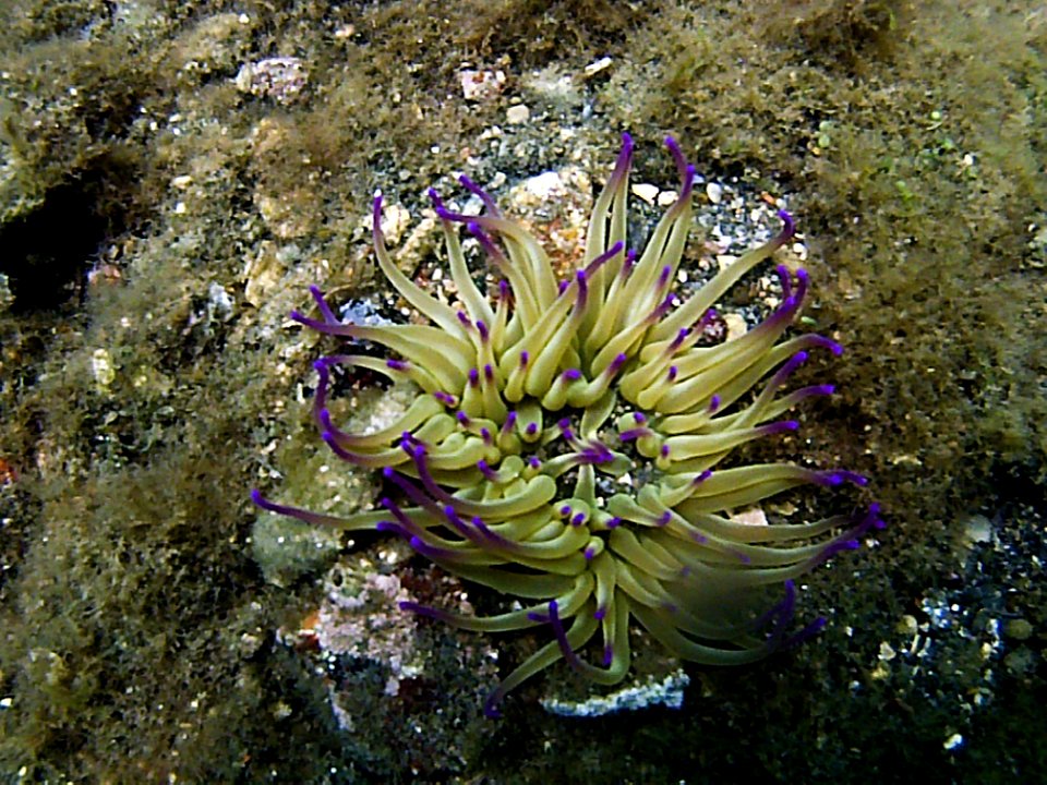 Parco archeologico di Baia - portus Julius - anemone