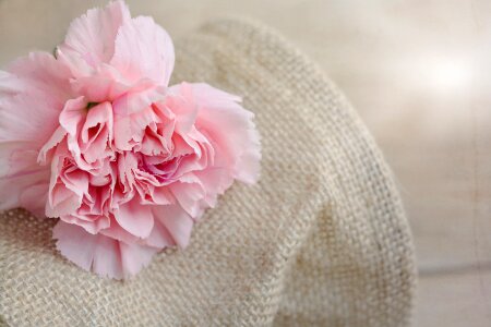 Bloom petals pink
