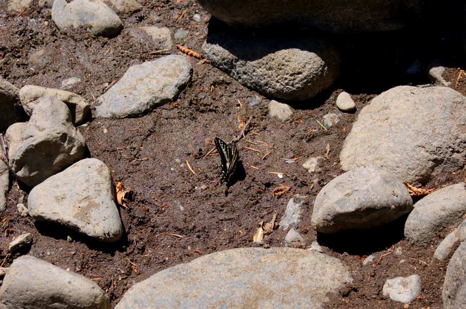 Papilionidae eurymedon on creek bank