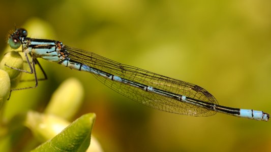 Paracercion melanotum(Male,Japan,2018.05.05)