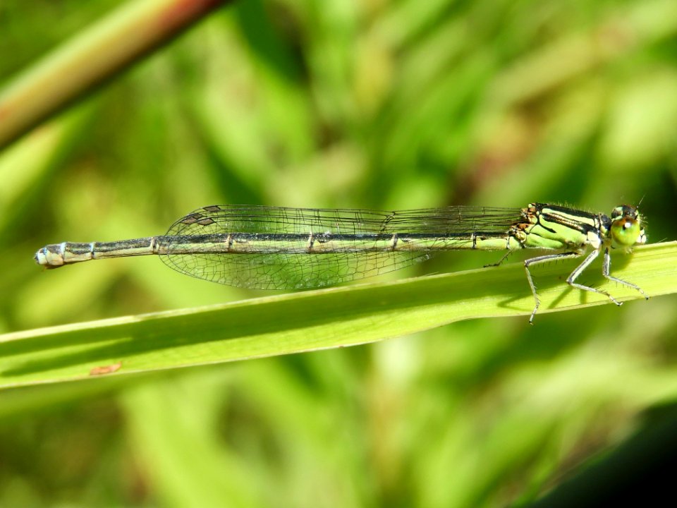 Paracercion sieboldii(Female,Japan,2017.09.19)