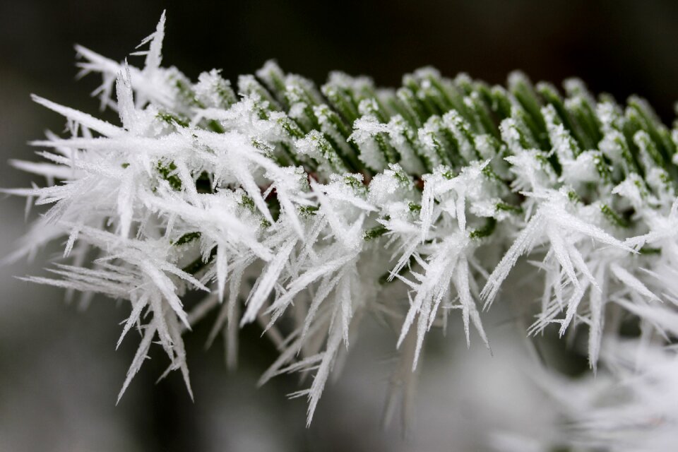 Nature winter forest