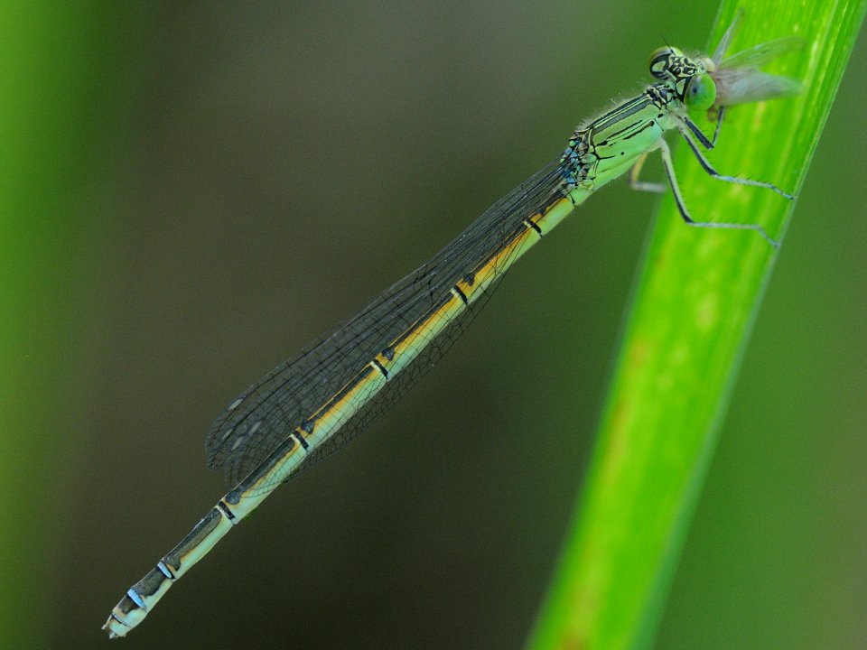 Paracercion hieroglyphicum(Female,Japan,2018.06.22)