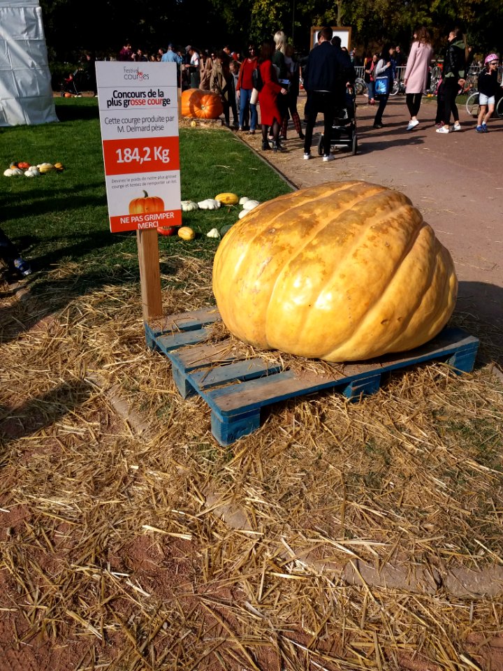 Parc de la Tête d'Or - Festival des courges 2018 - Courge de M. Delmard