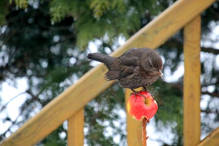 Apple eat songbird