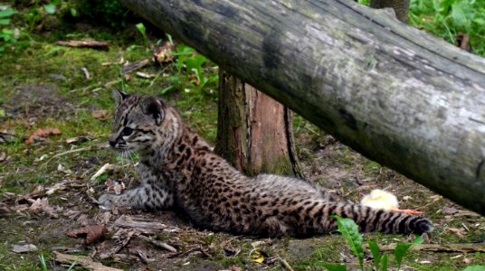 Parc des Felins Chat de Geoffroy Chaton 28082013 3