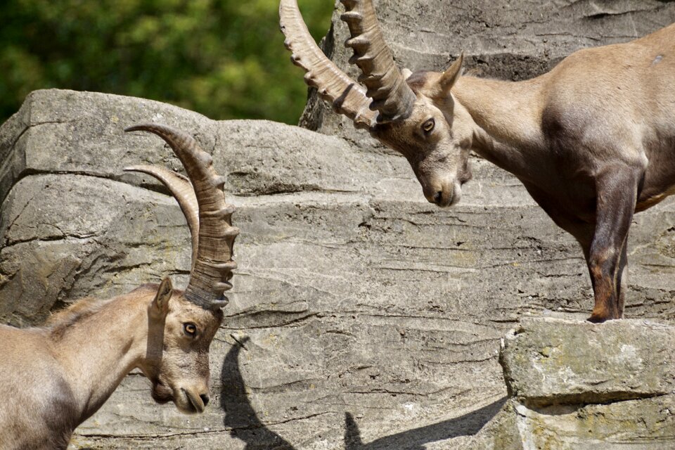 Mammal nature horns