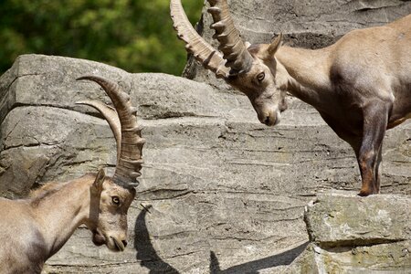 Mammal nature horns