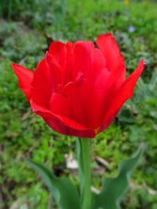 Parrot tulip, 2021-04-12, Beechview, 02