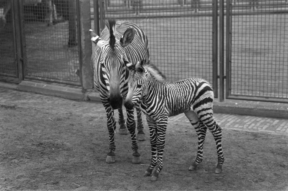 Pasgeboren zebrapaardje Elissa met moeder Lies in Artis, Bestanddeelnr 933-9529