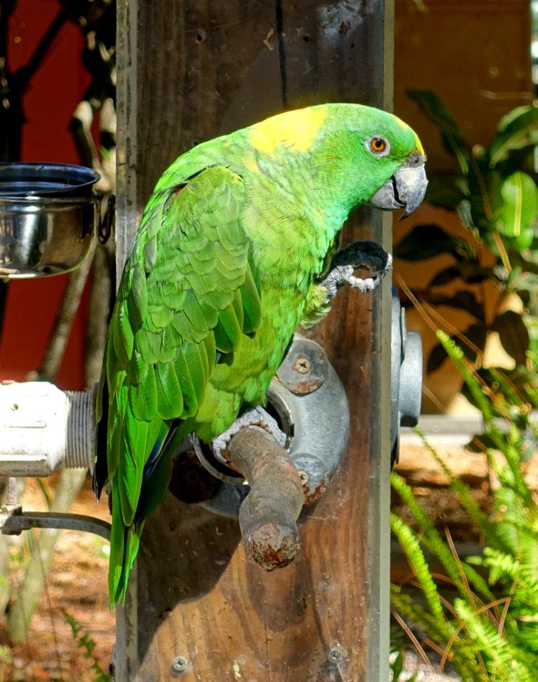 Parrot - Sarasota Jungle Gardens - Sarasota, Florida - DSC02064