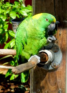 Parrot - Sarasota Jungle Gardens - Sarasota, Florida - DSC02042