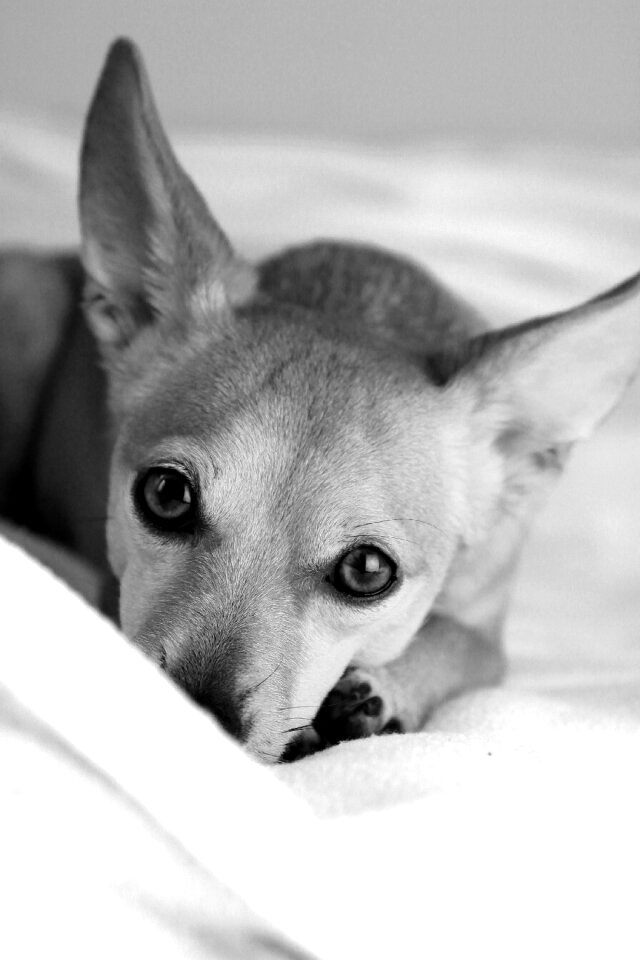 Pets nature four-legged