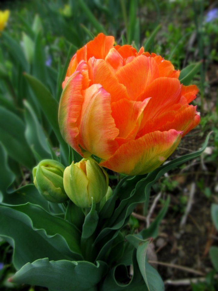 Parrot tulip, 2021-04-12, Beechview, 04