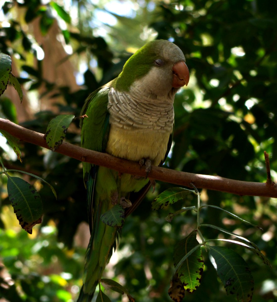 Parrot with closed eyes