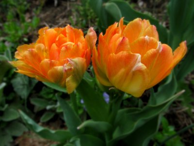 Parrot tulip, 2021-04-12, Beechview, 03