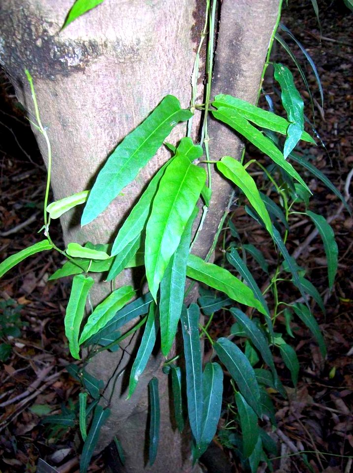 Parsonsia straminea Coffs H