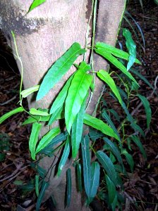 Parsonsia straminea Coffs H