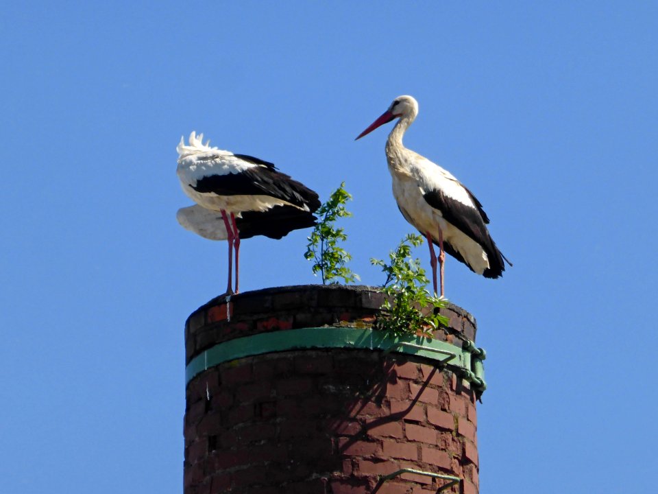 Parsau Storch