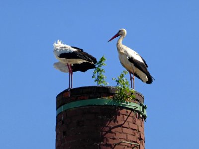 Parsau Storch
