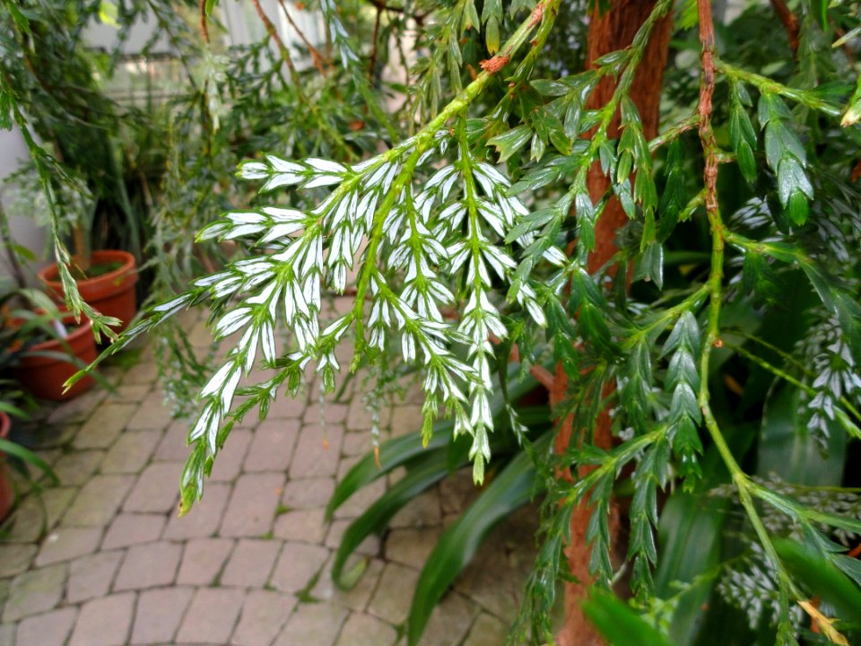 Papuacedrus papuana - Lyman Plant House, Smith College - DSC04371