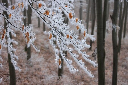 Snowy forest winter photo