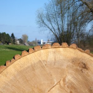 Pappelborke (Querschnitt)