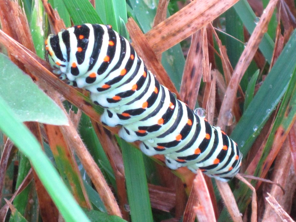 Papilio machaon (Old World Swallowtail) caterpillar, Arnhem, the Netherlands