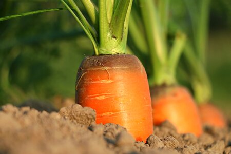 Agriculture closeup vitamins