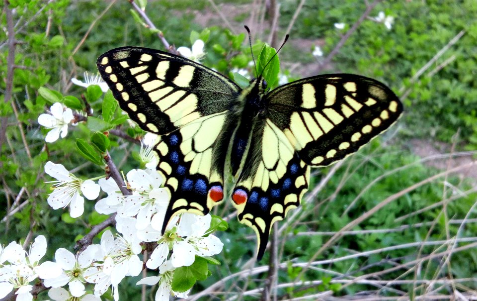 Papilio machaon Podkomorské lesy