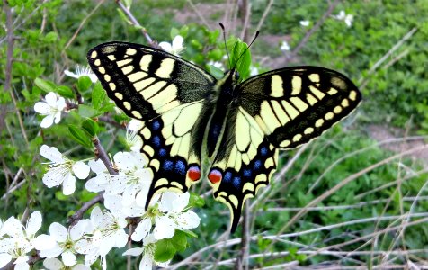 Papilio machaon Podkomorské lesy photo