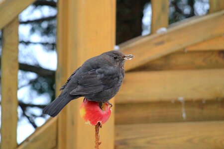 Apple eat songbird