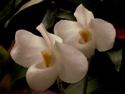Paphiopedilum delenatii var album, 2015-03-13, Phipps Conservatory