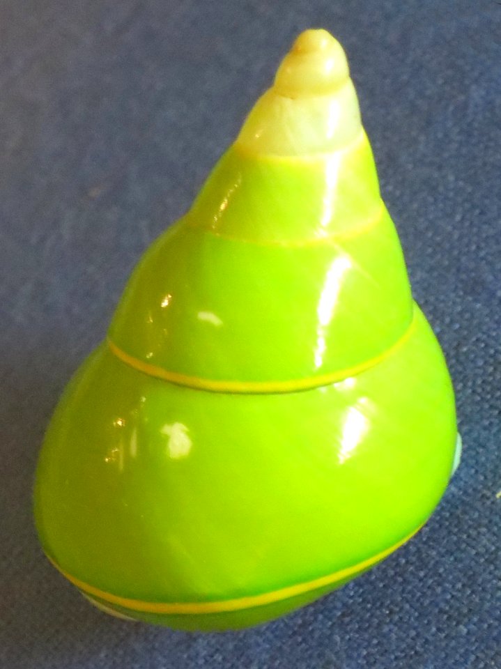Papustyla pulcherrima (the Manus green tree snail), Bishop Museum