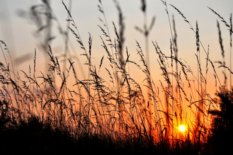 Sunset west grass